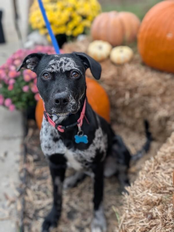 Liberty, Adoptable, Young Female Catahoula Leopard Dog & Mixed Breed.