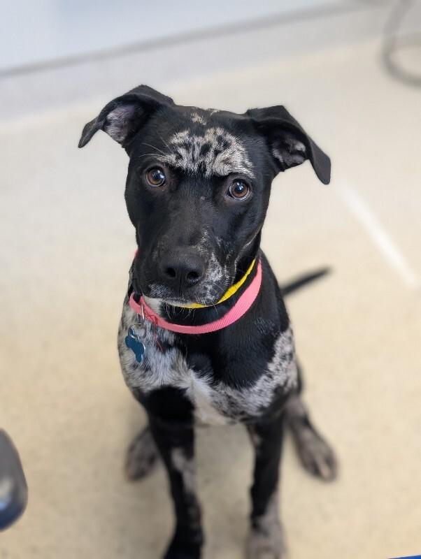 Liberty, a Adoptable mixed breed in Berkeley Heights, NJ image 3/6