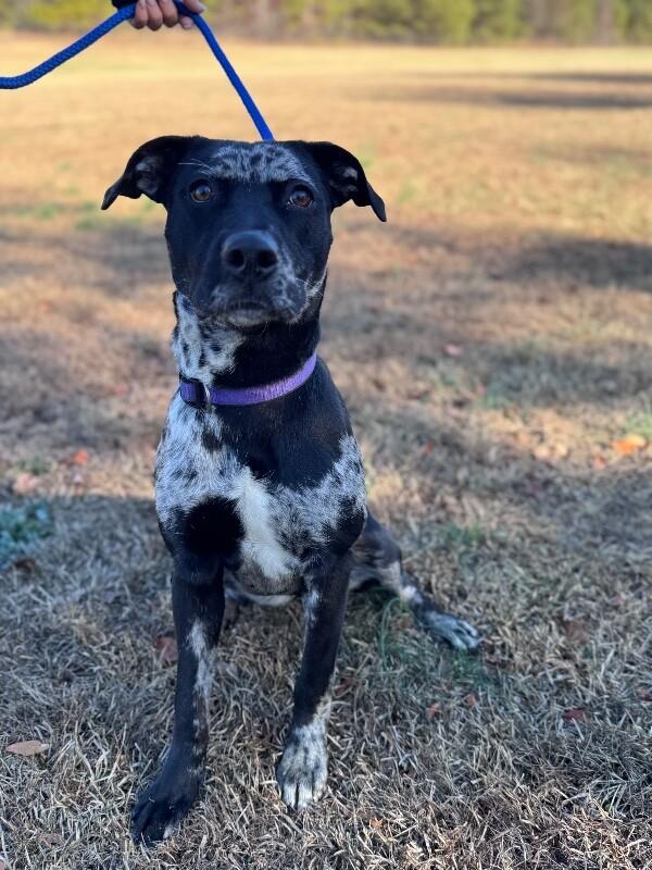 Enlarge Liberty, a Adoptable mixed breed in Berkeley Heights, NJ image 2/6