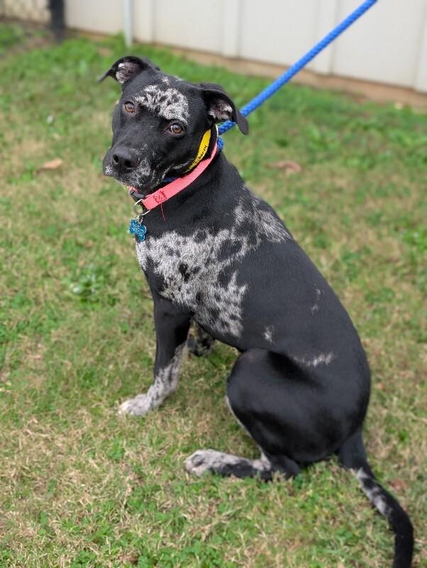 Liberty, a Adoptable mixed breed in Berkeley Heights, NJ image 4/6