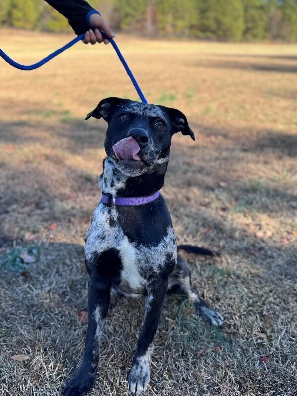 Enlarge Liberty, a Adoptable mixed breed in Berkeley Heights, NJ image 4/6