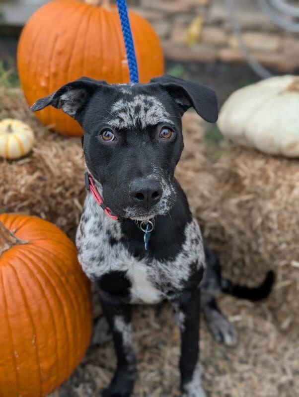 Liberty, a Adoptable mixed breed in Berkeley Heights, NJ image 5/6