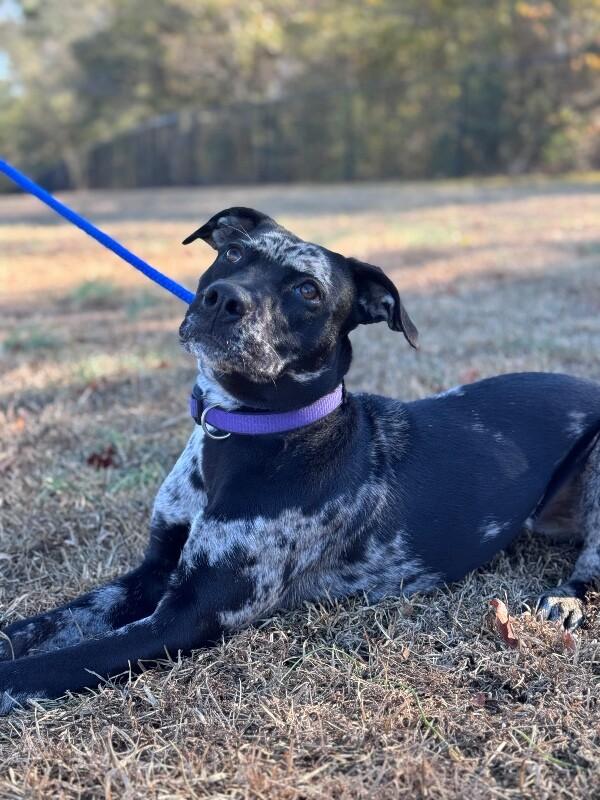 Enlarge Liberty, a Adoptable mixed breed in Berkeley Heights, NJ image 5/6