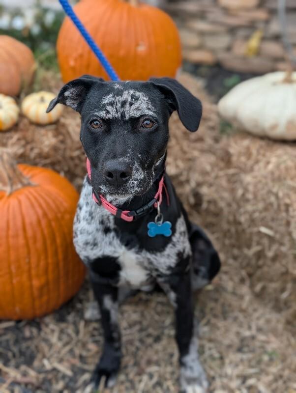 Liberty, a Adoptable mixed breed in Berkeley Heights, NJ image 6/6