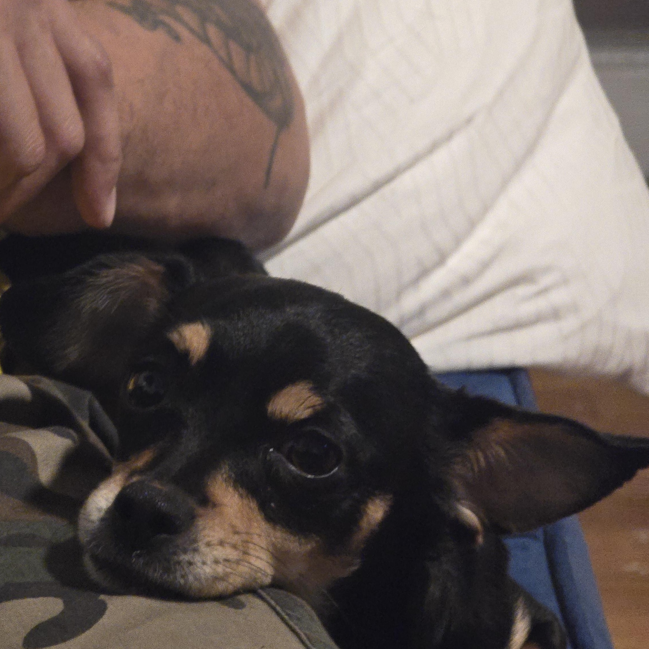 Enlarge Carmen, an adopted mixed breed in Charlotte, NC image 3/6