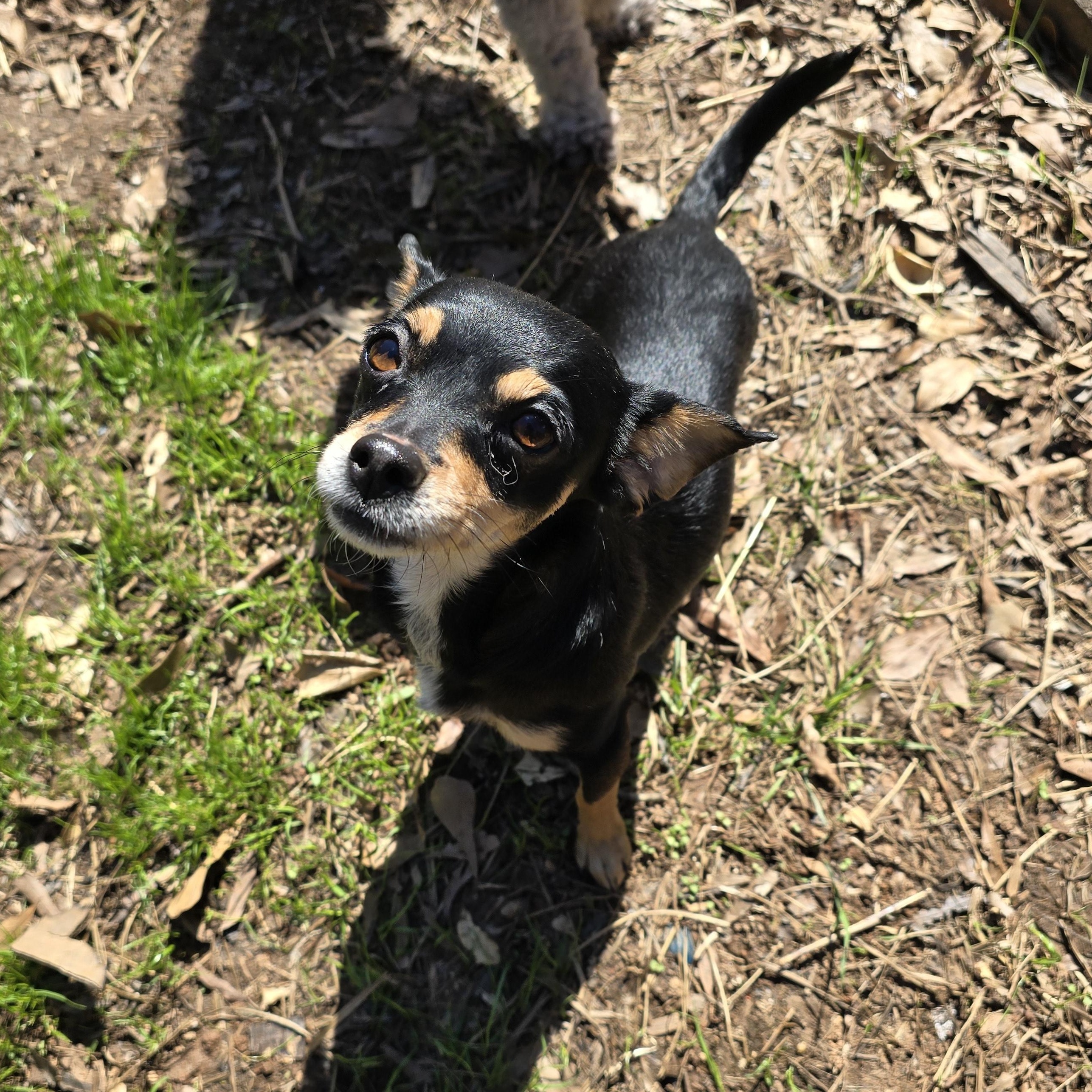Carmen, adopted, Young Female Shih Tzu & Chihuahua.