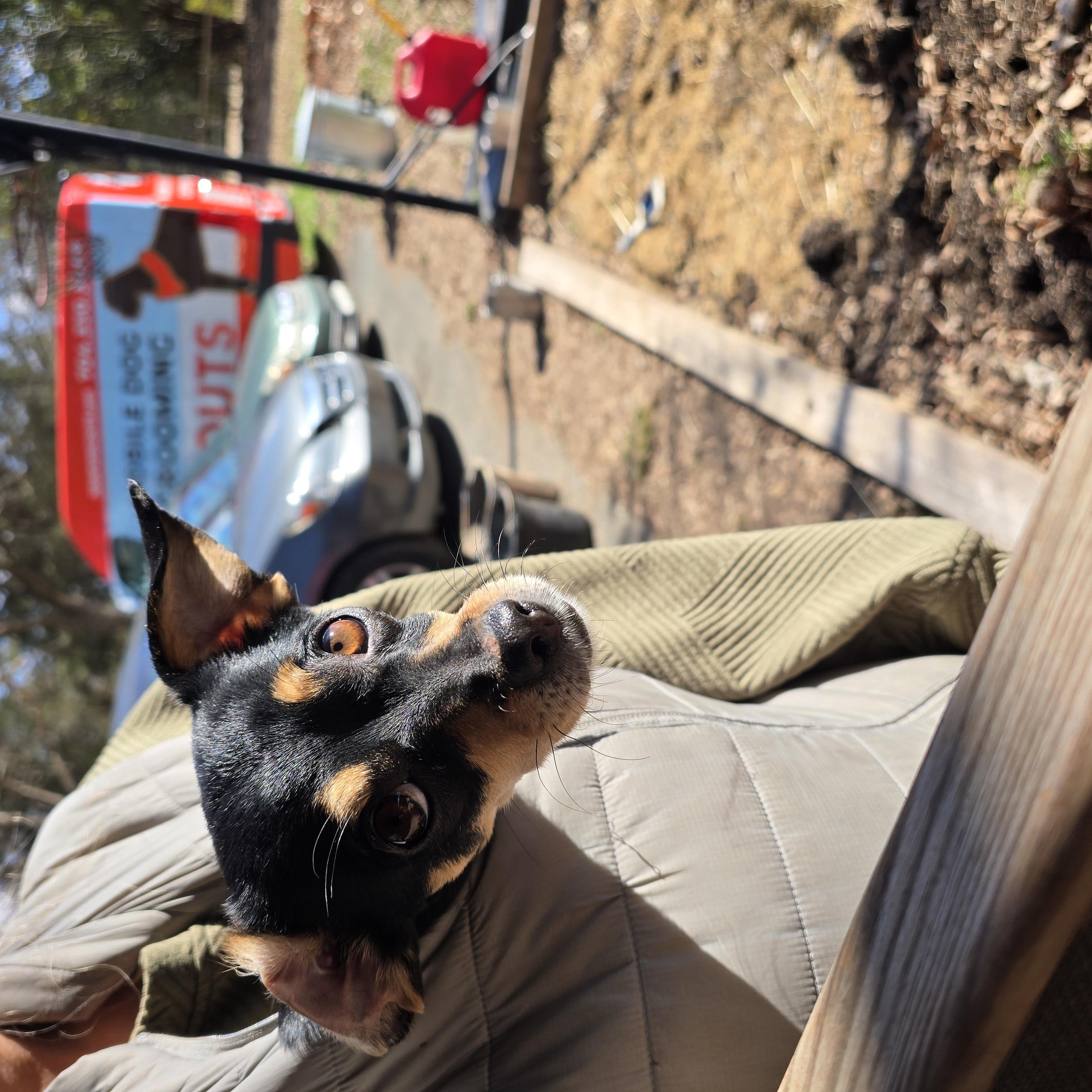 Enlarge Carmen, an adopted mixed breed in Charlotte, NC image 4/6