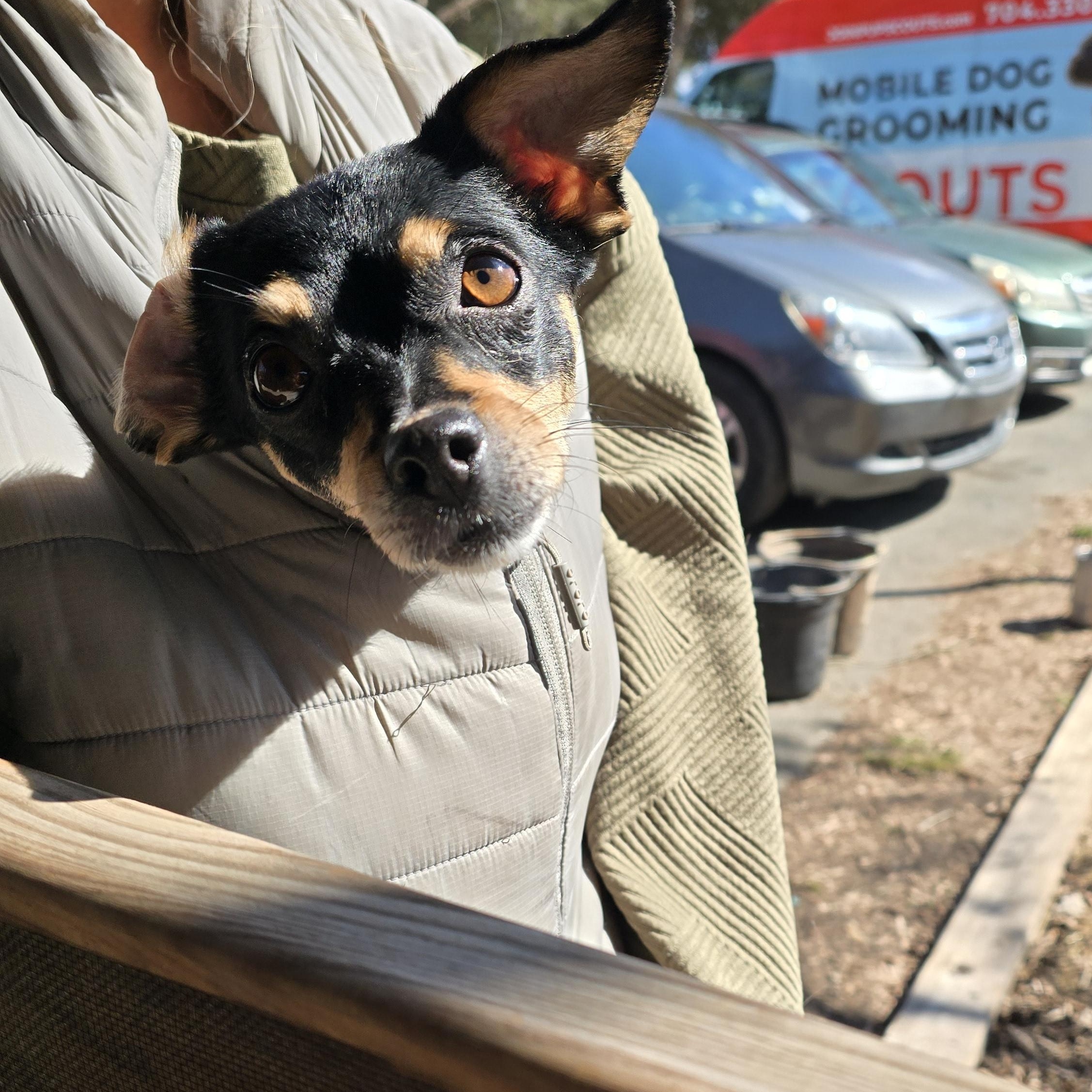 Enlarge Carmen, an adopted mixed breed in Charlotte, NC image 6/6