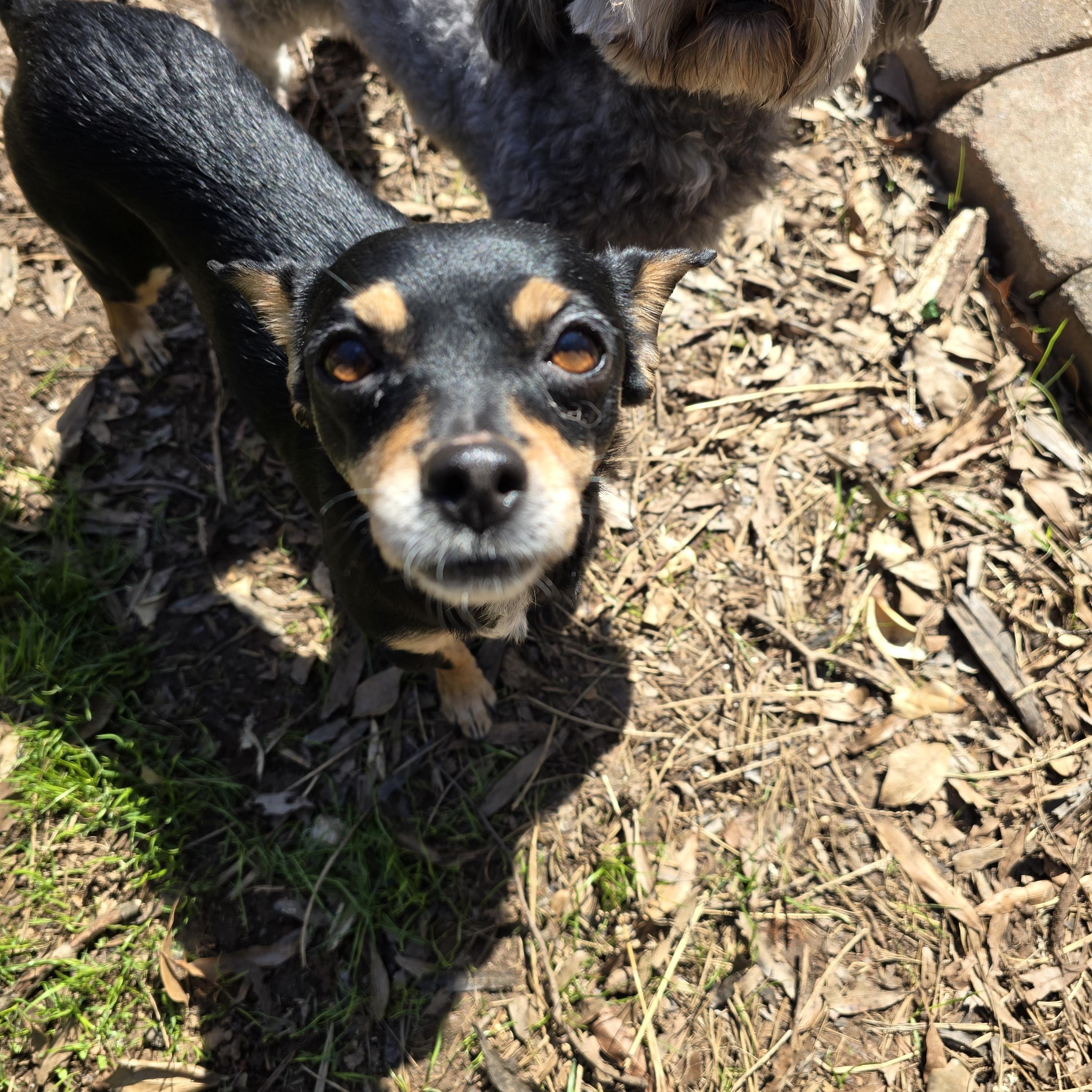 Enlarge Carmen, an adopted mixed breed in Charlotte, NC image 2/6