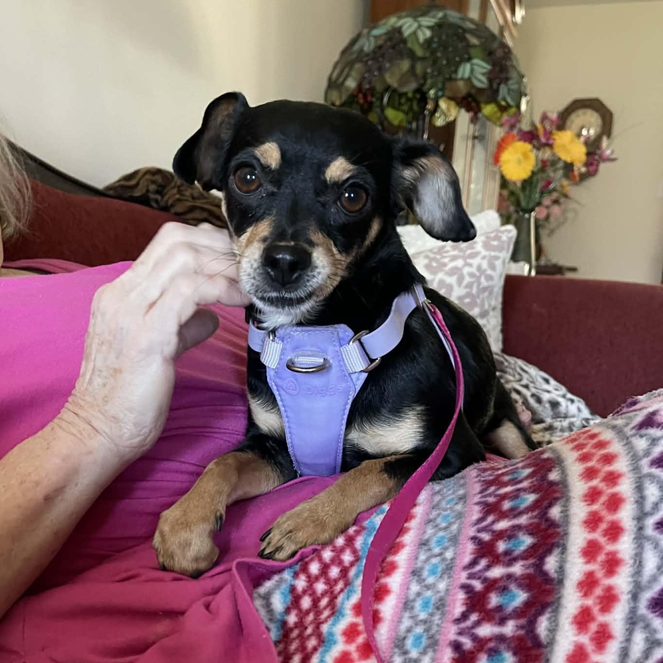 Enlarge Carmen, an adopted mixed breed in Charlotte, NC image 5/6