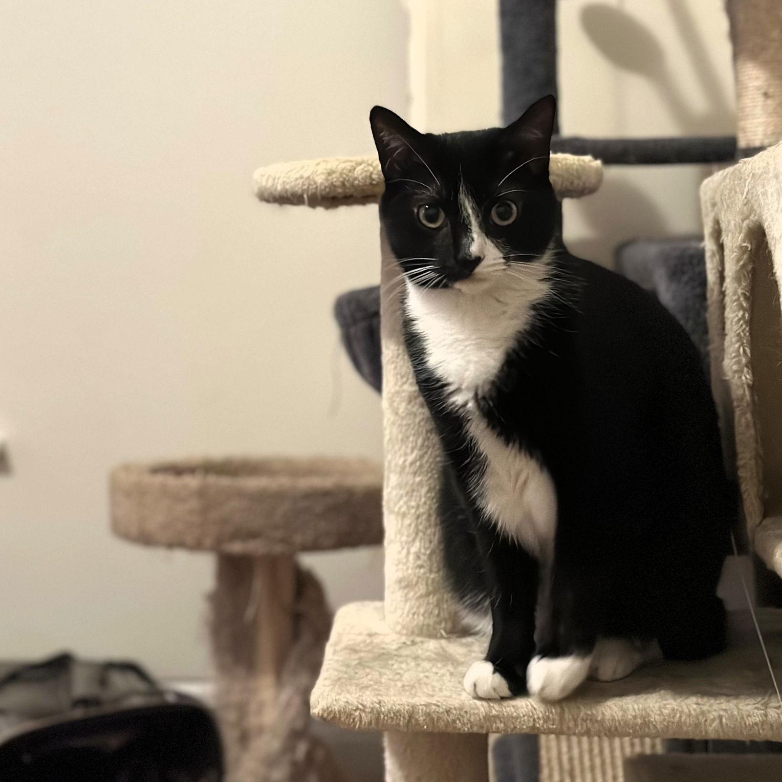 Phantom, Adoptable, Adult Female Domestic Short Hair.