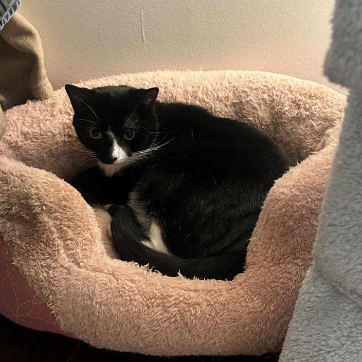 Enlarge Phantom, a Adoptable Domestic Short Hair in Rochester, NY image 2/3