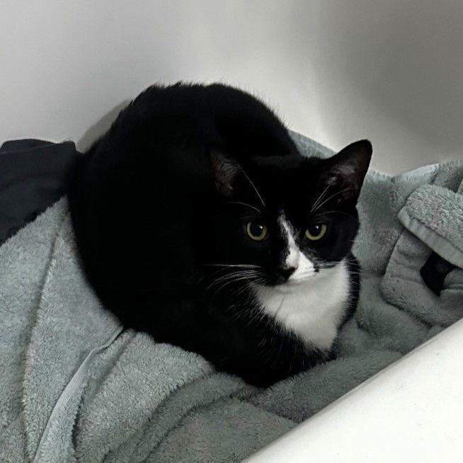 Enlarge Phantom, a Adoptable Domestic Short Hair in Rochester, NY image 3/3