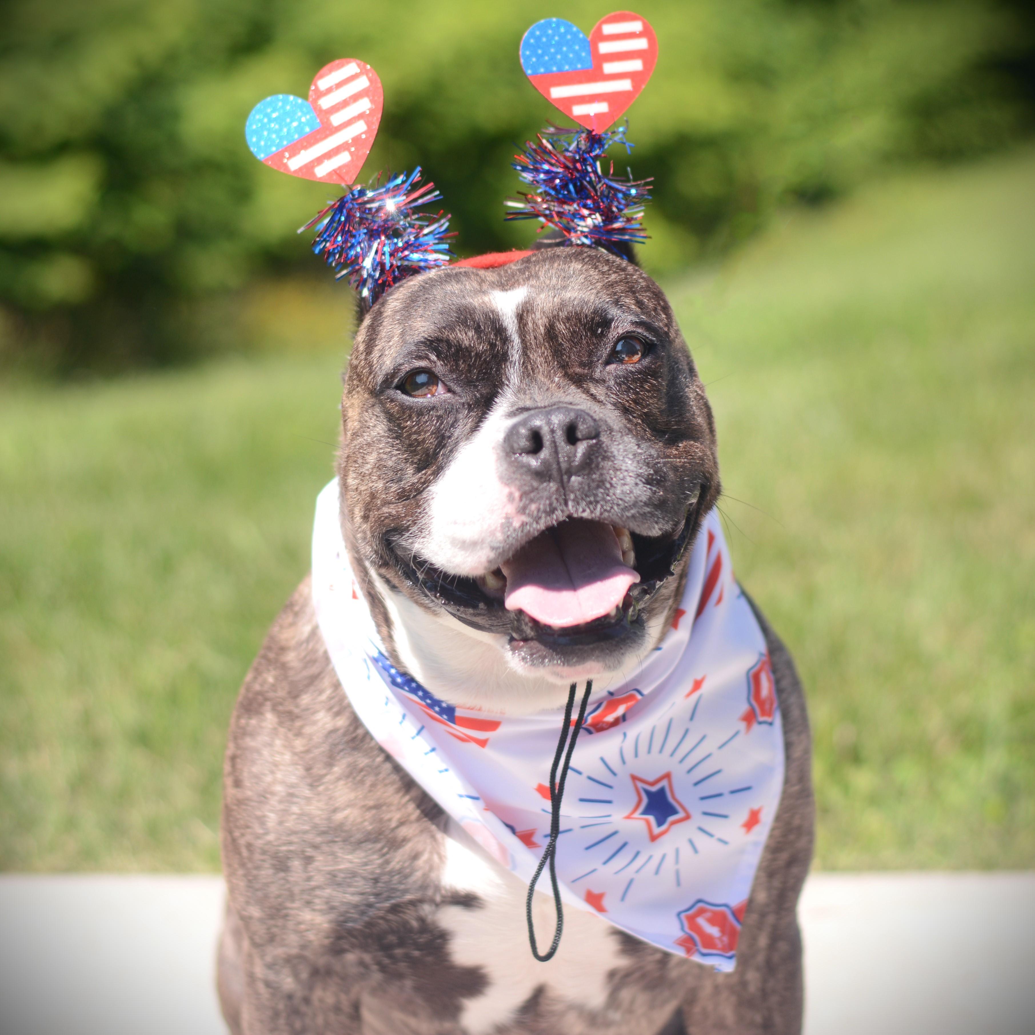 Lola, an adoptable mixed breed in Amsterdam, NY image 1/3