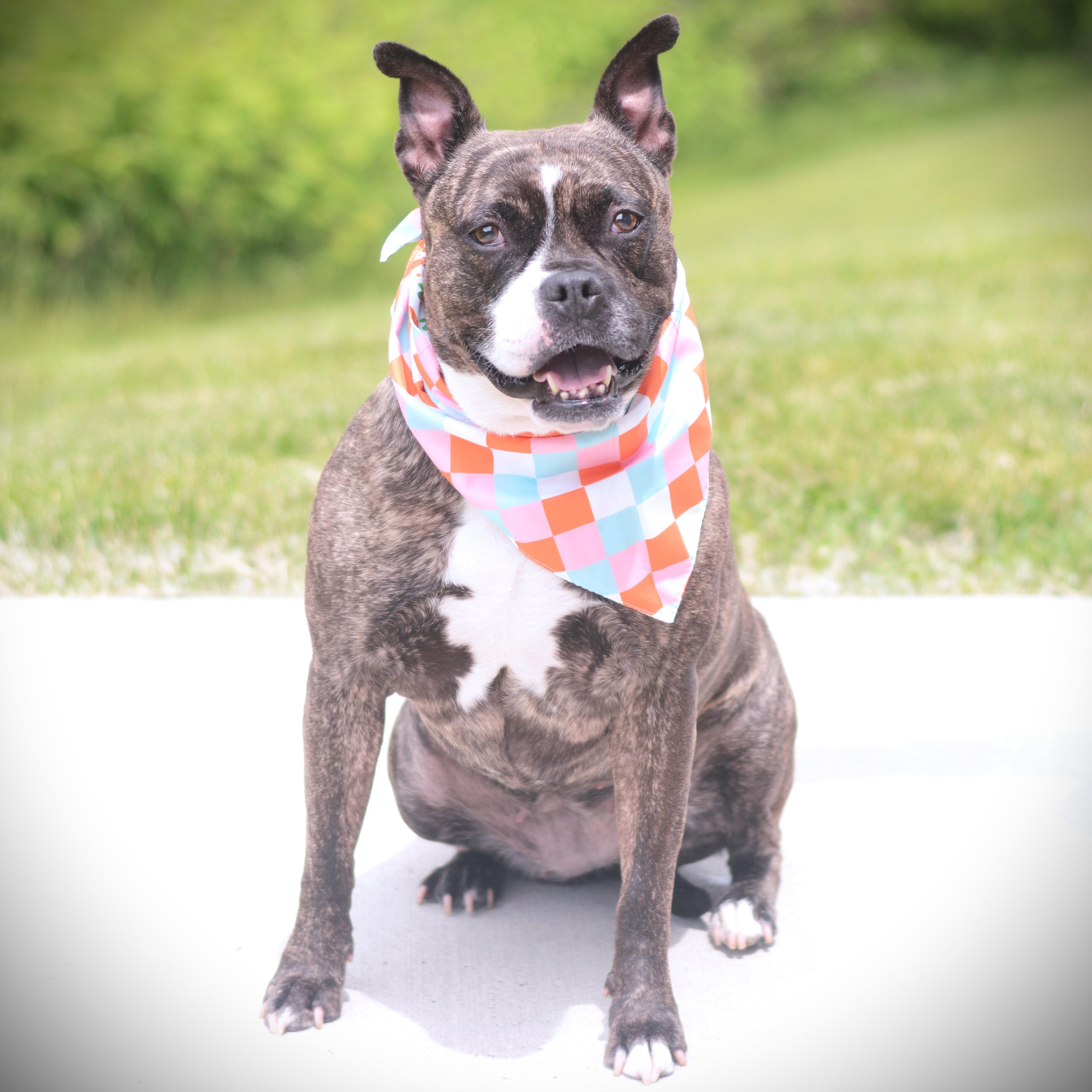 Enlarge Lola, an adoptable mixed breed in Amsterdam, NY image 1/2