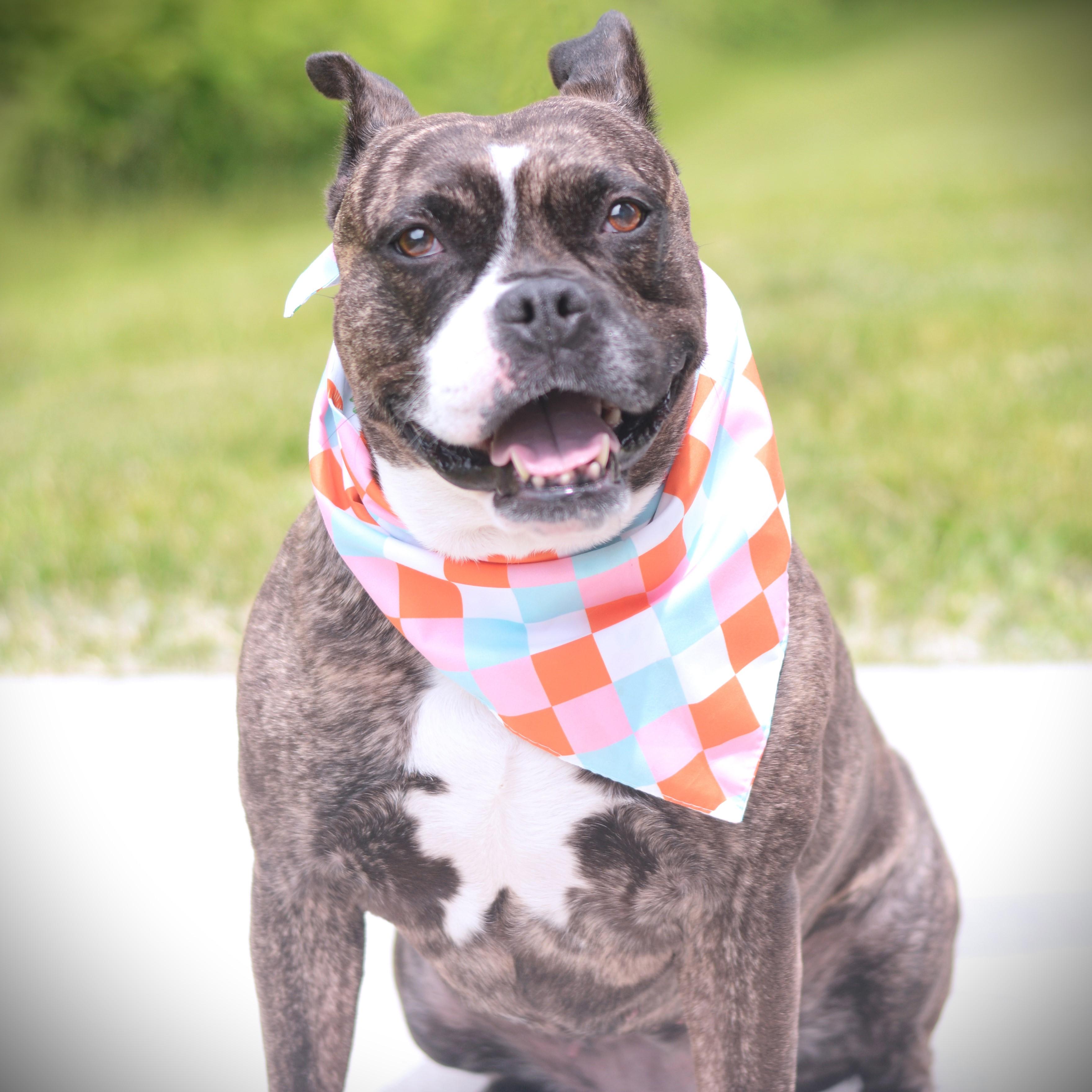 Enlarge Lola, an adoptable mixed breed in Amsterdam, NY image 2/2
