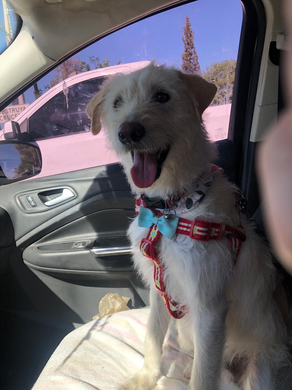 Camilo, adopted, Young Male Wirehaired Terrier.