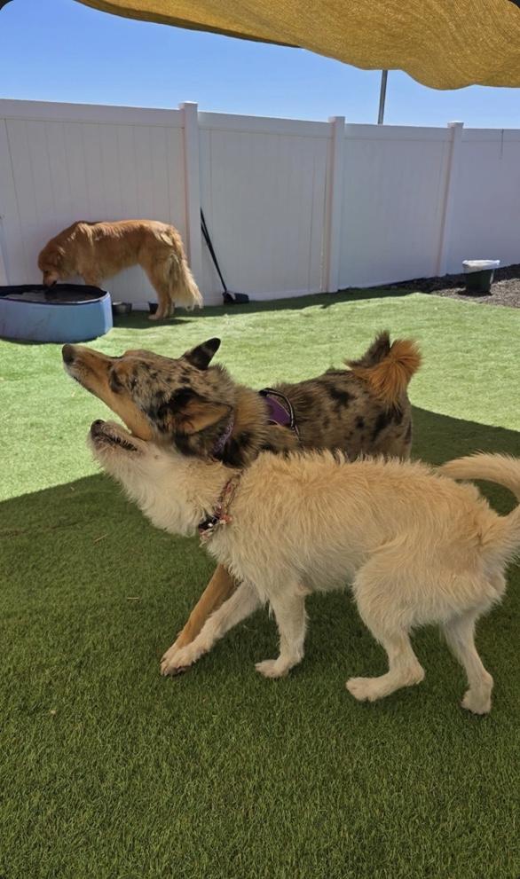Enlarge Camilo, an adopted mixed breed in Loveland, CO image 4/6