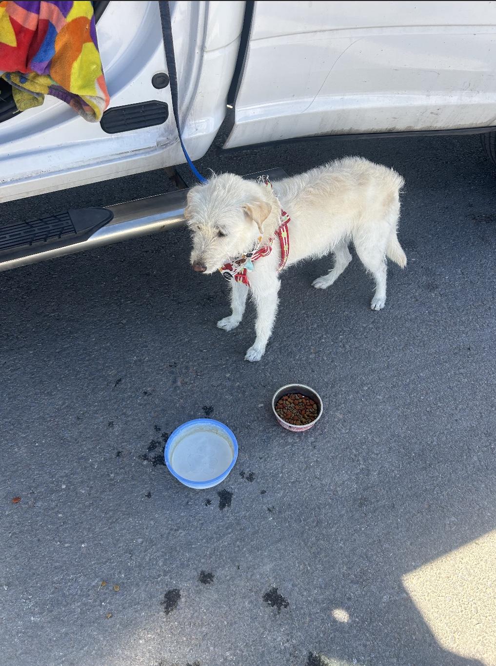Enlarge Camilo, an adopted mixed breed in Loveland, CO image 5/6