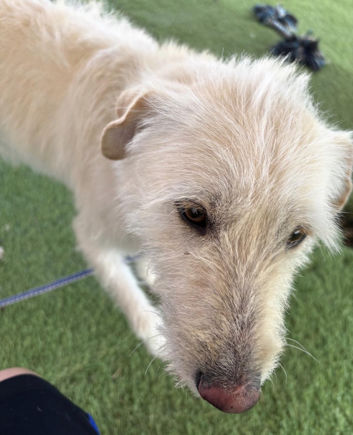 Enlarge Camilo, an adopted mixed breed in Loveland, CO image 6/6