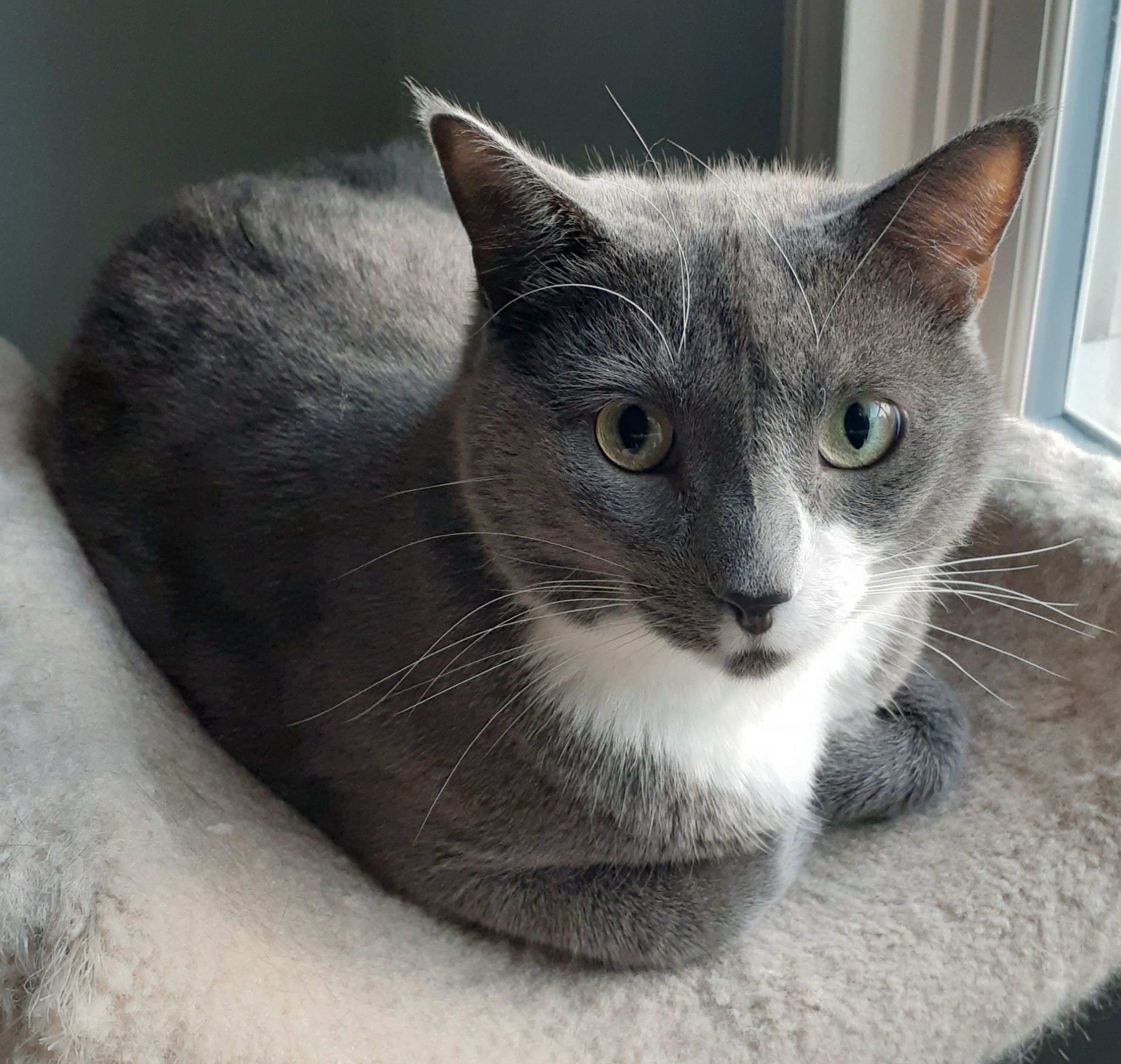 Enlarge JoJo, a Adoptable Domestic Short Hair in Woodbridge, VA image 2/2