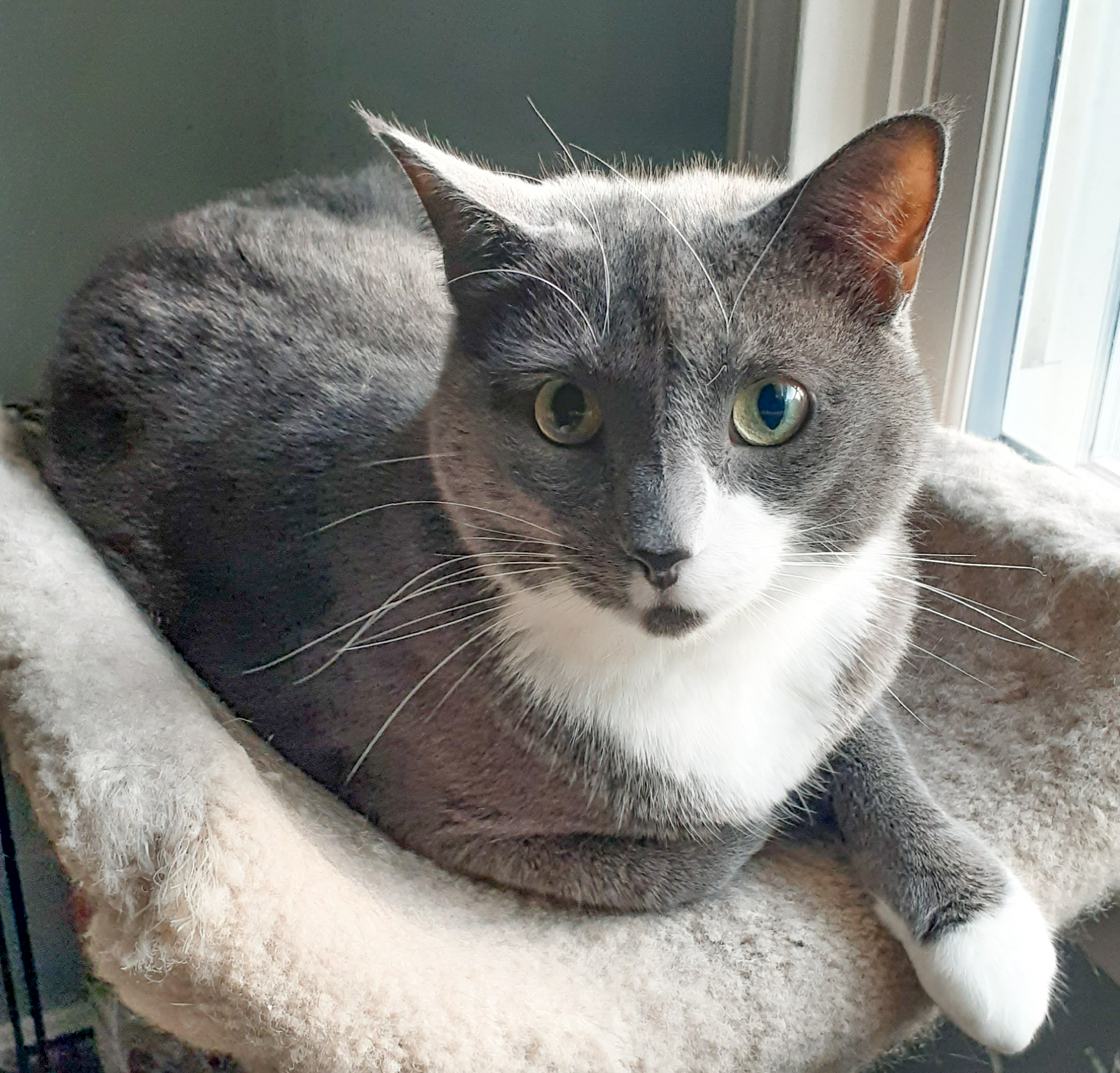 Enlarge JoJo, a Adoptable Domestic Short Hair in Woodbridge, VA image 1/2