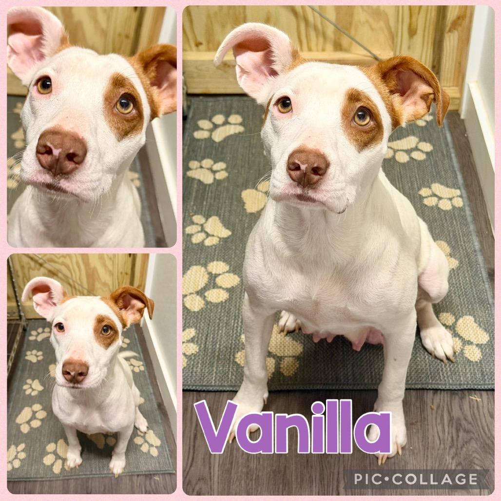 Vanilla, Adoptable, Adult Female English Pointer & English Bulldog.