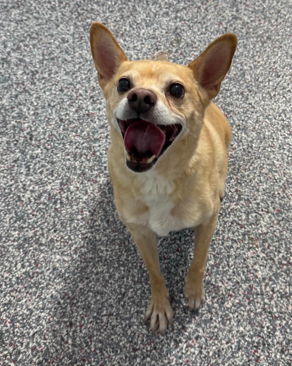 Frodo, an adoptable Terrier in Las Vegas, NV, 89136 | Photo Image 3