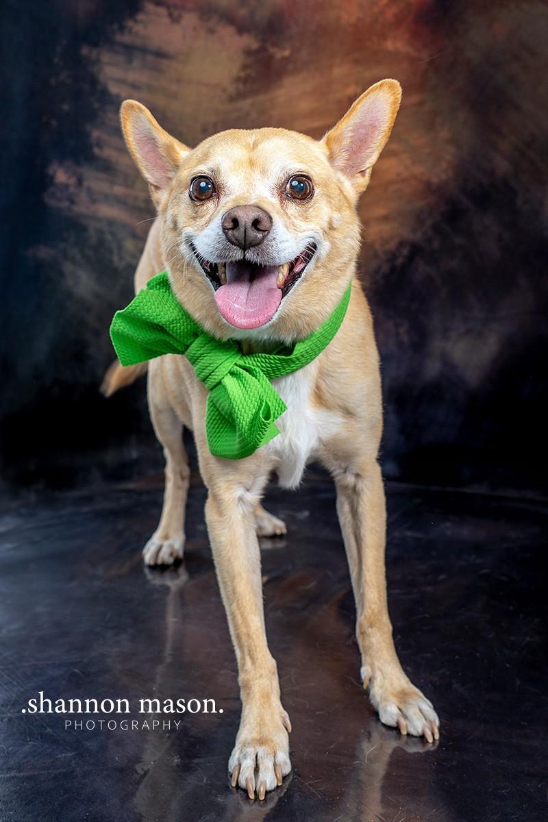 Frodo, an adoptable Terrier in Las Vegas, NV, 89136 | Photo Image 1