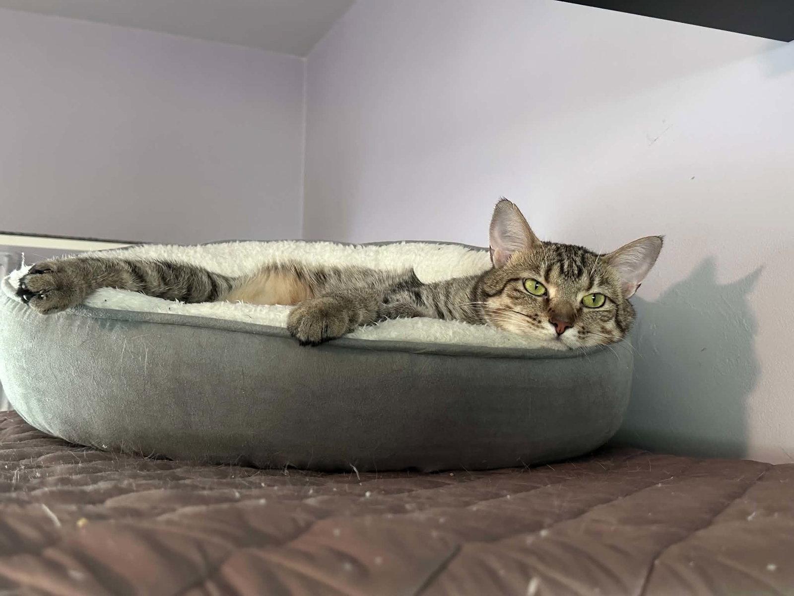 Jewel, a Adoptable mixed breed in Cincinnati, OH image 2/3