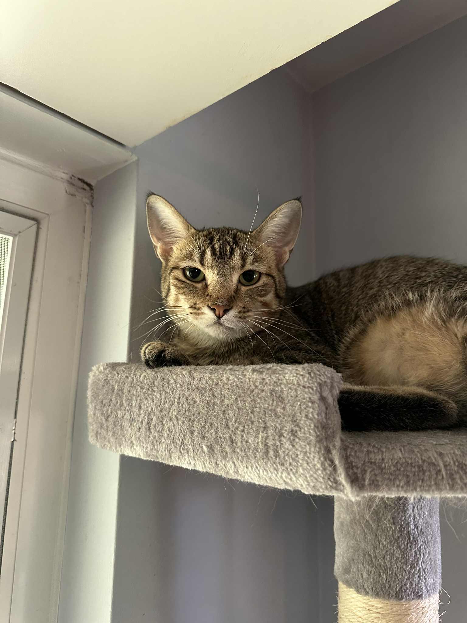 Jewel, Adoptable, Young Female Tabby & Domestic Short Hair.