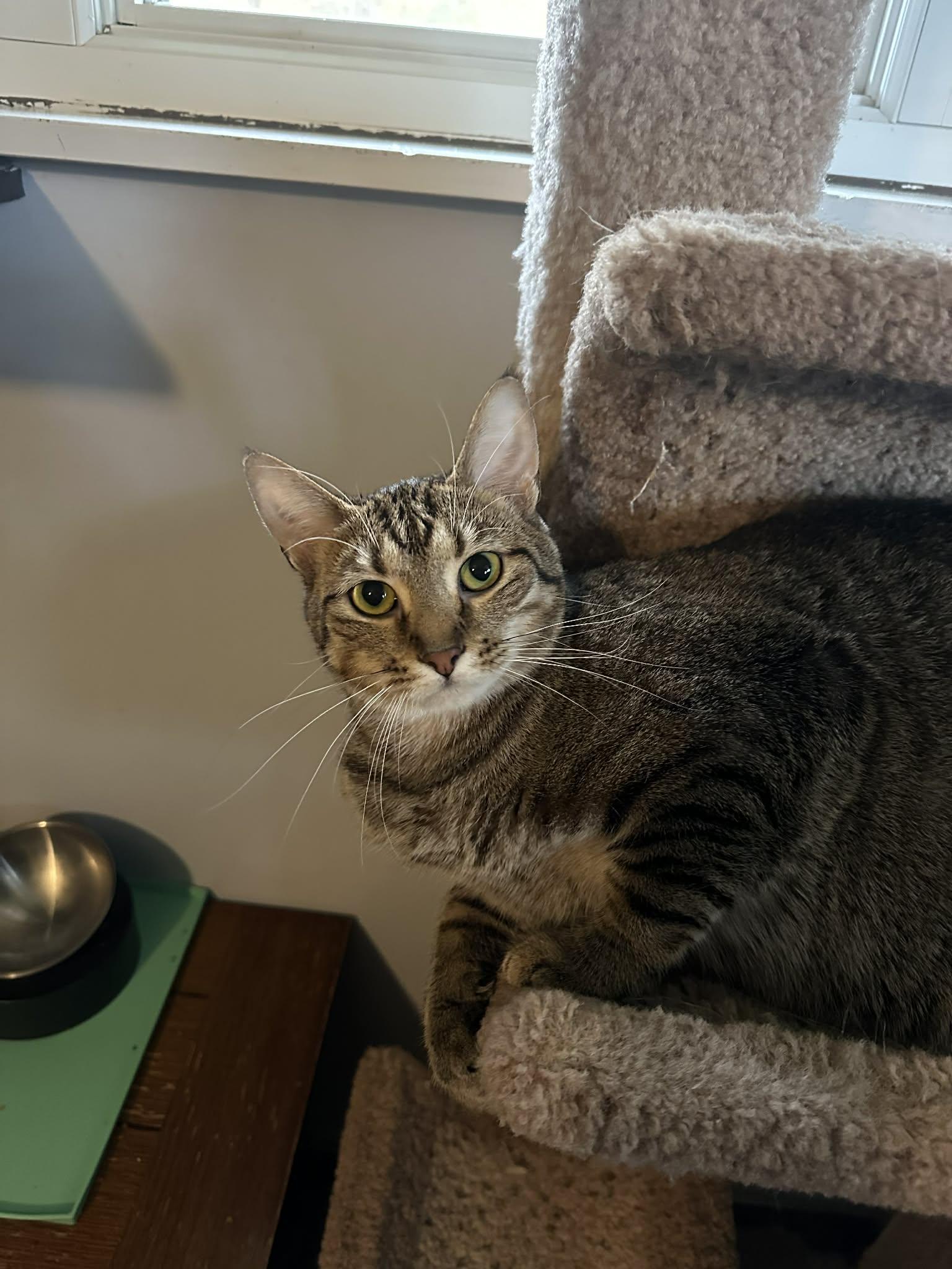 Enlarge Jewel, a Adoptable mixed breed in Cincinnati, OH image 2/3