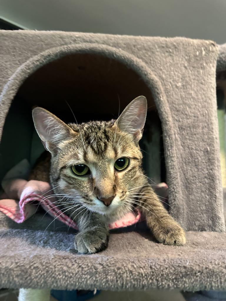 Enlarge Jewel, a Adoptable mixed breed in Cincinnati, OH image 3/3