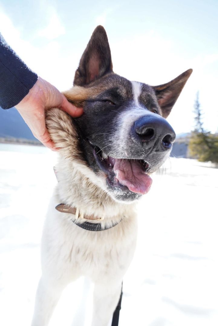 Chinook, an adopted Akita in Exshaw, AB_image-1