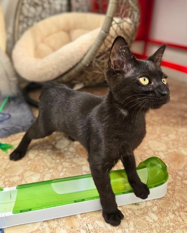 Joyce, Adoptable, Young Female Domestic Short Hair.