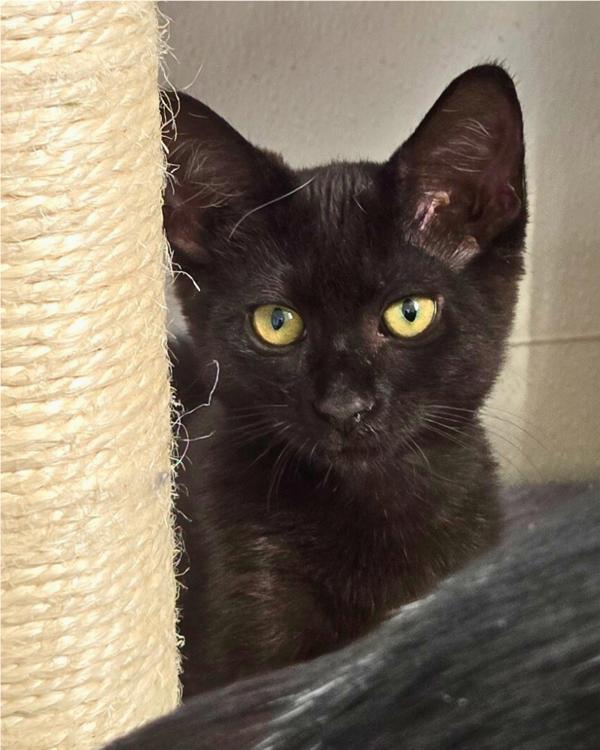 Enlarge Joyce, a Adoptable mixed breed in Vallejo, CA image 2/6