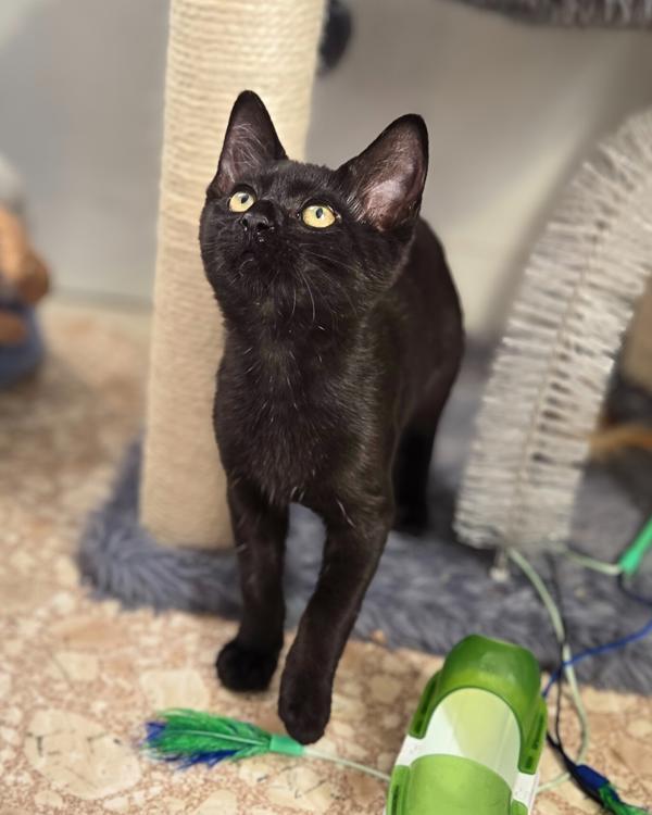 Enlarge Joyce, a Adoptable mixed breed in Vallejo, CA image 3/6