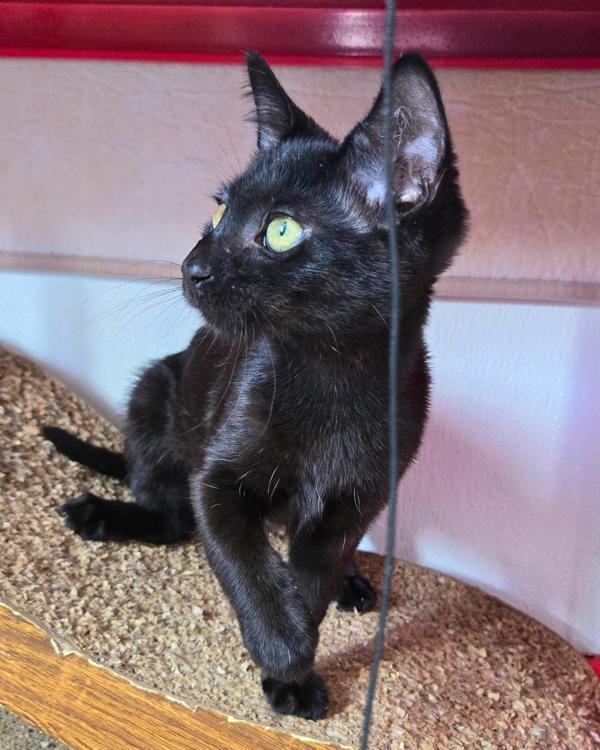 Enlarge Joyce, a Adoptable mixed breed in Vallejo, CA image 4/6