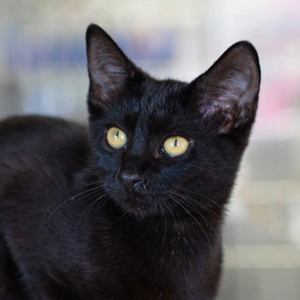 Enlarge Joyce, a Adoptable mixed breed in Vallejo, CA image 5/6