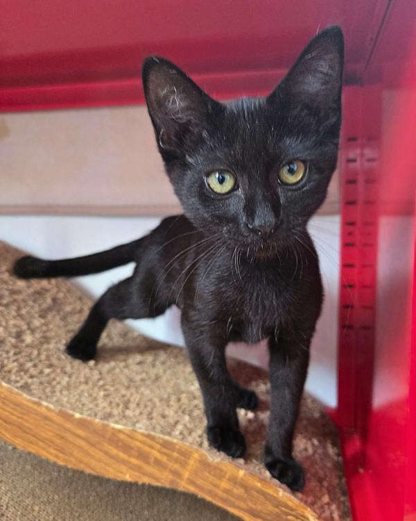 Enlarge Joyce, a Adoptable mixed breed in Vallejo, CA image 6/6