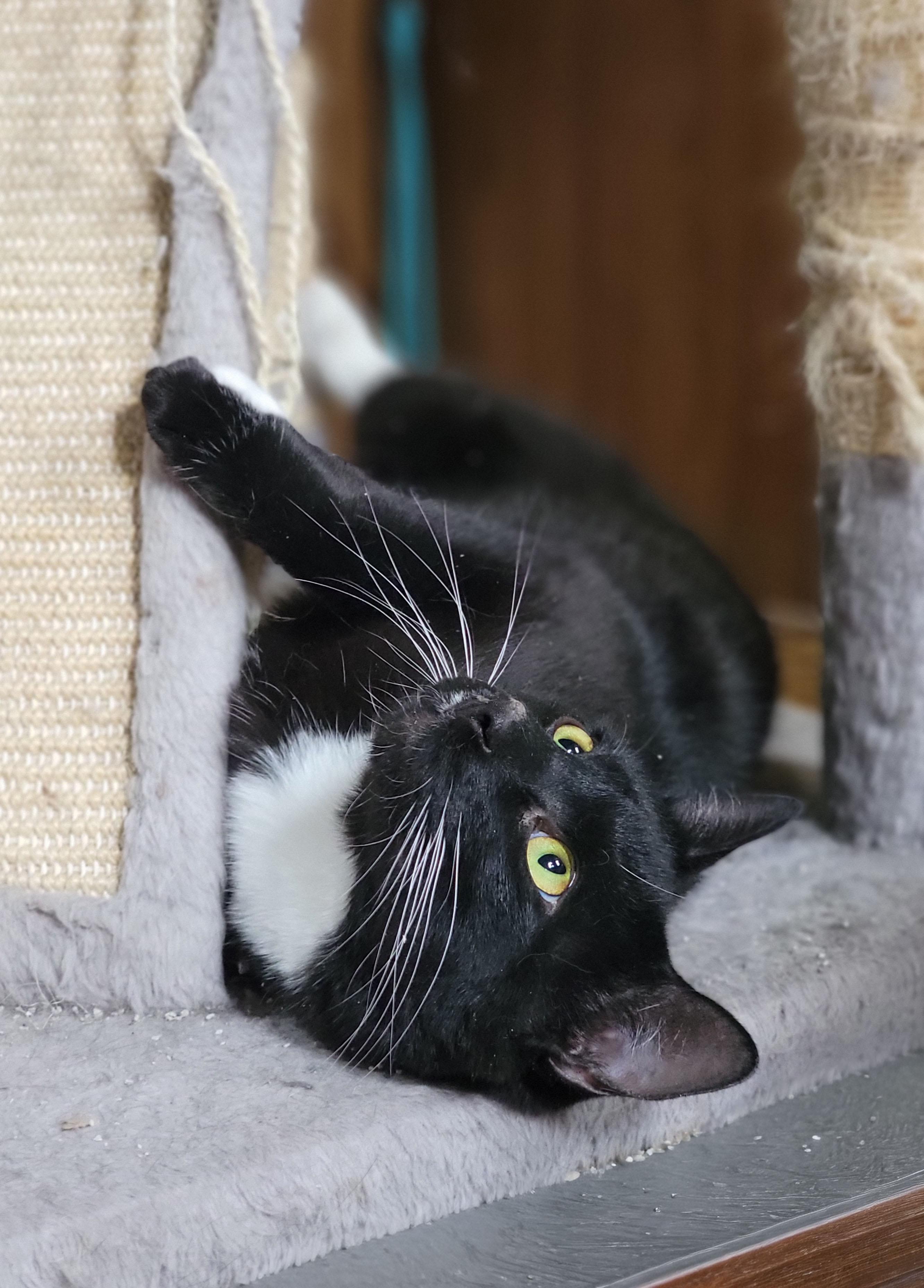 James Bond, ADOPTABLE, Young Male Domestic Short Hair.