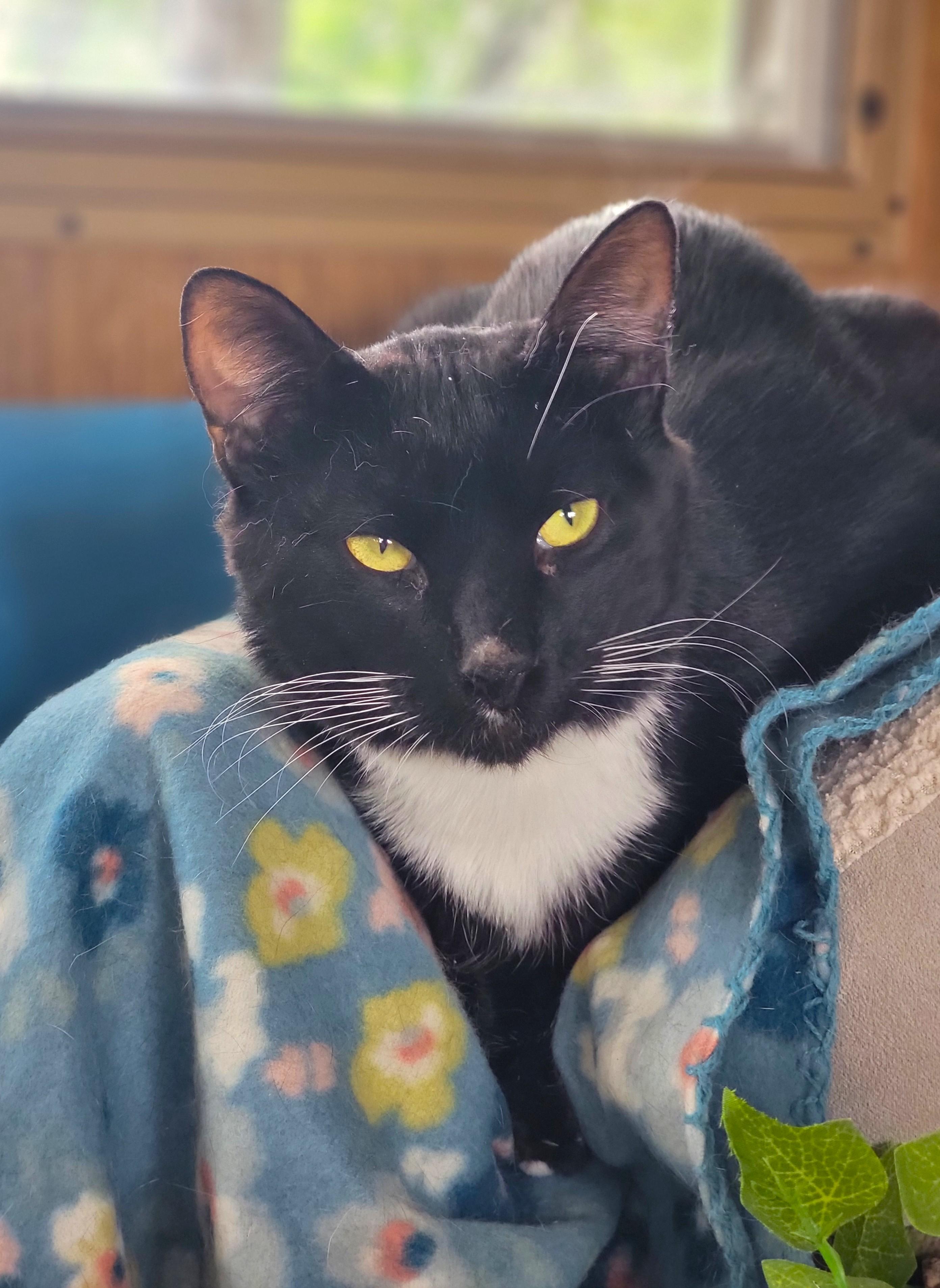 James Bond, a ADOPTABLE Domestic Short Hair in Washoe Valley, NV image 2/5