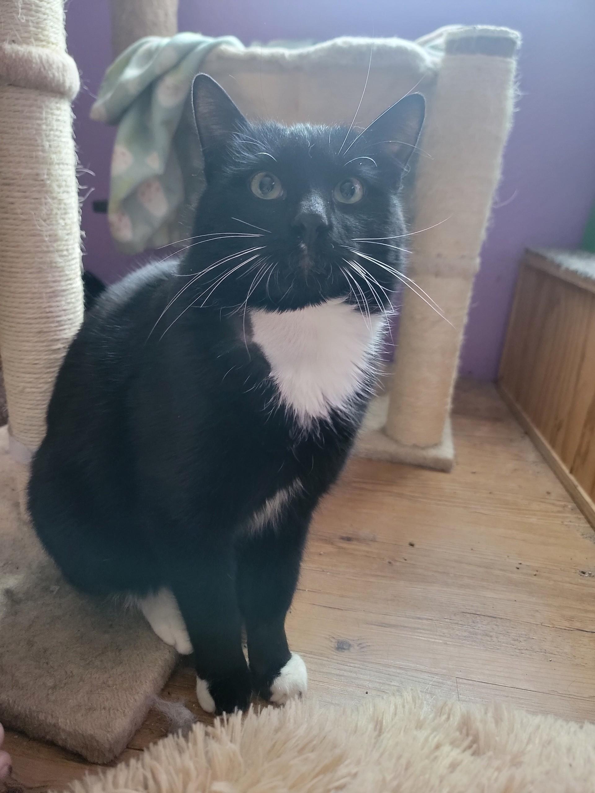 James Bond, a ADOPTABLE Domestic Short Hair in Washoe Valley, NV image 3/4