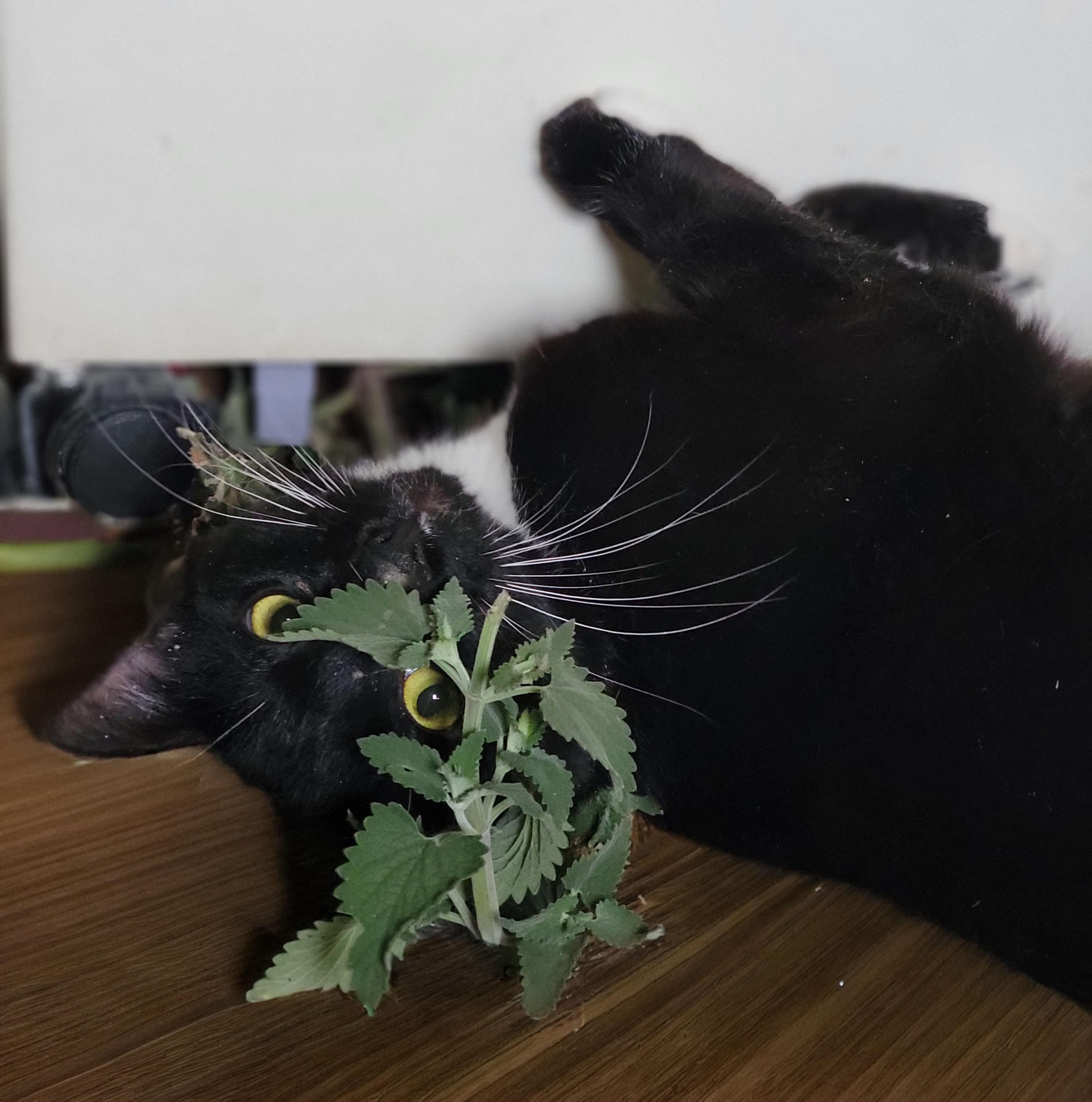 James Bond, a ADOPTABLE Domestic Short Hair in Washoe Valley, NV image 5/5