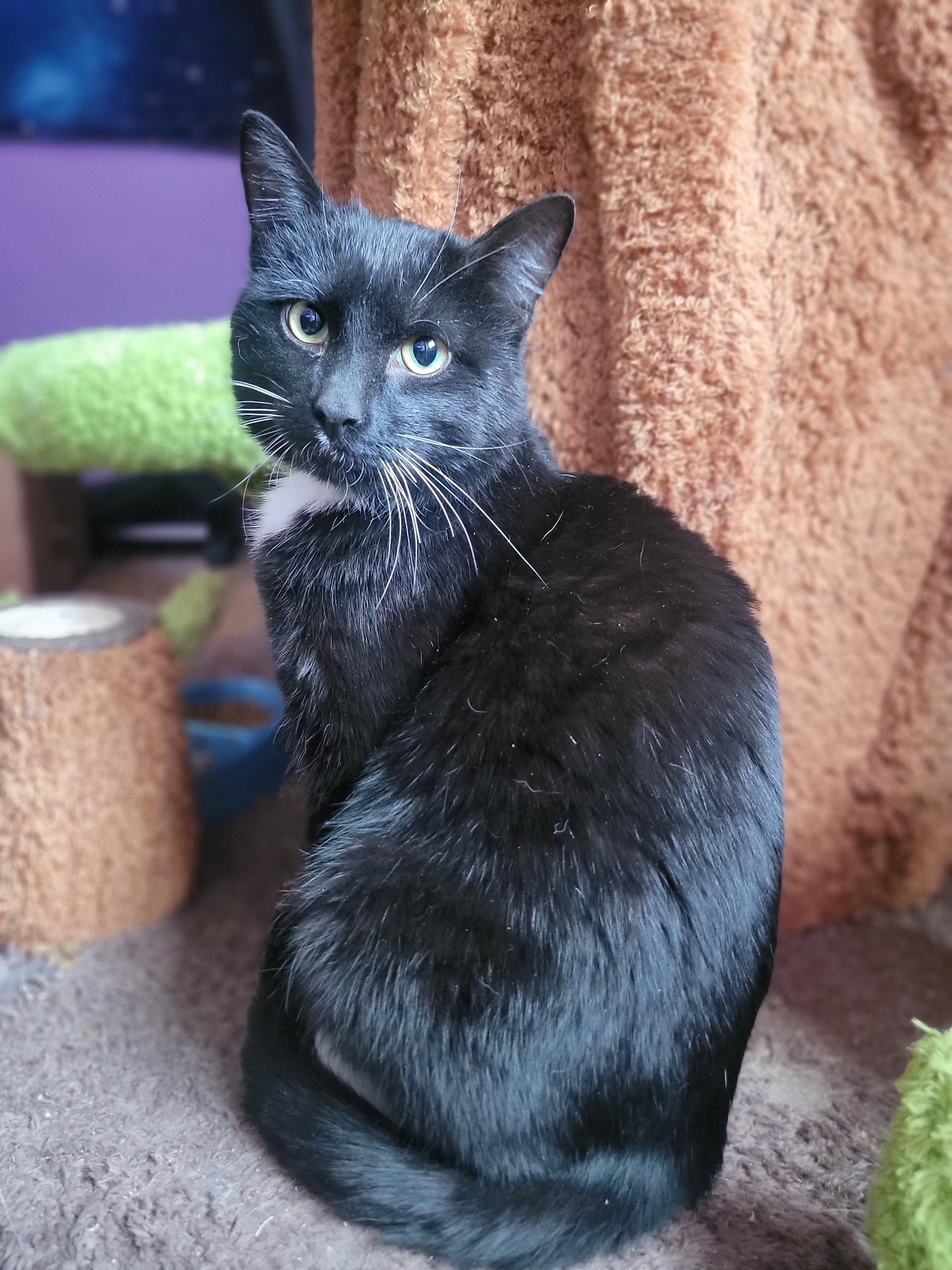 James Bond, a ADOPTABLE Domestic Short Hair in Washoe Valley, NV image 2/4