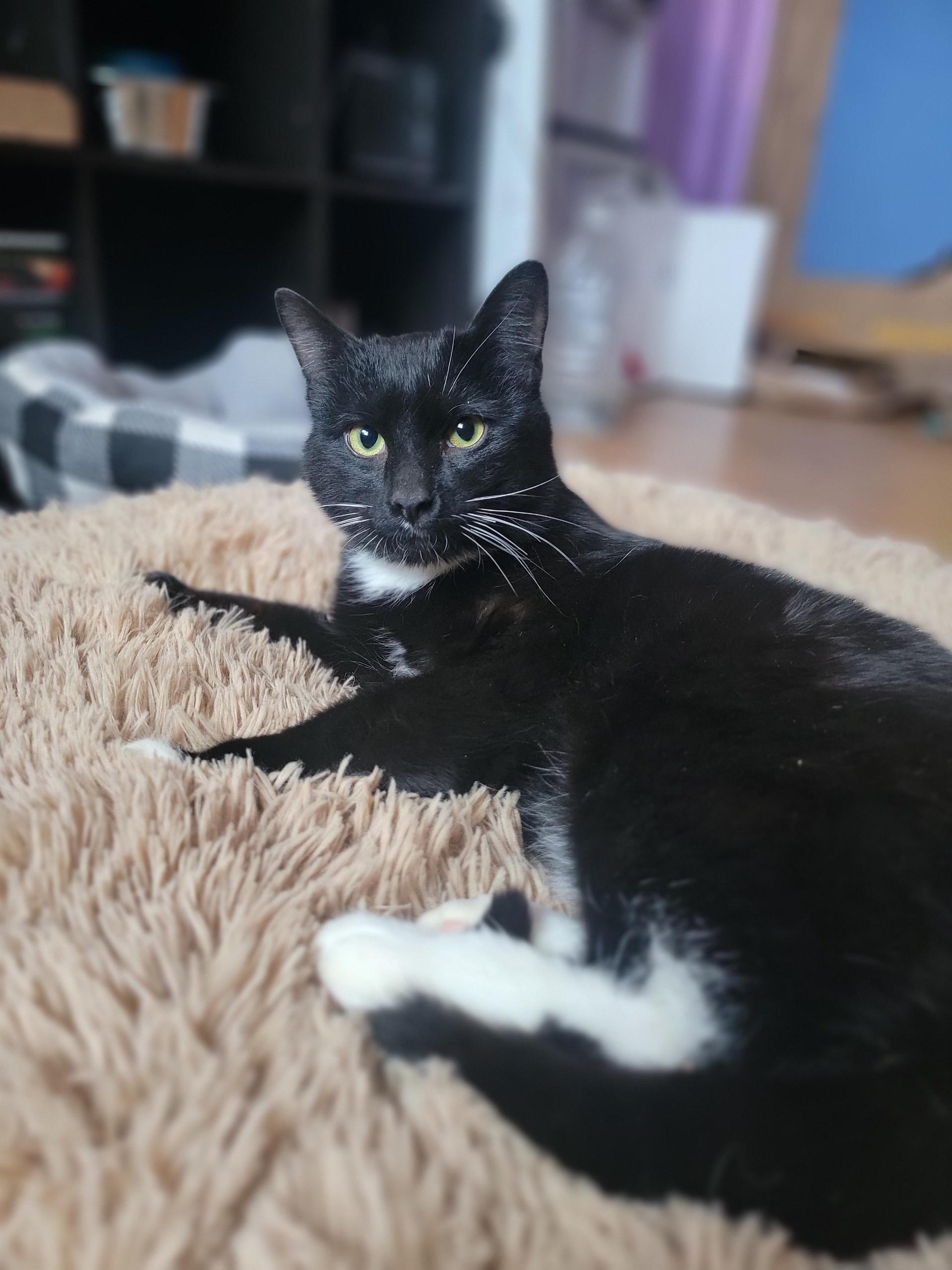 James Bond, a ADOPTABLE Domestic Short Hair in Washoe Valley, NV image 1/4