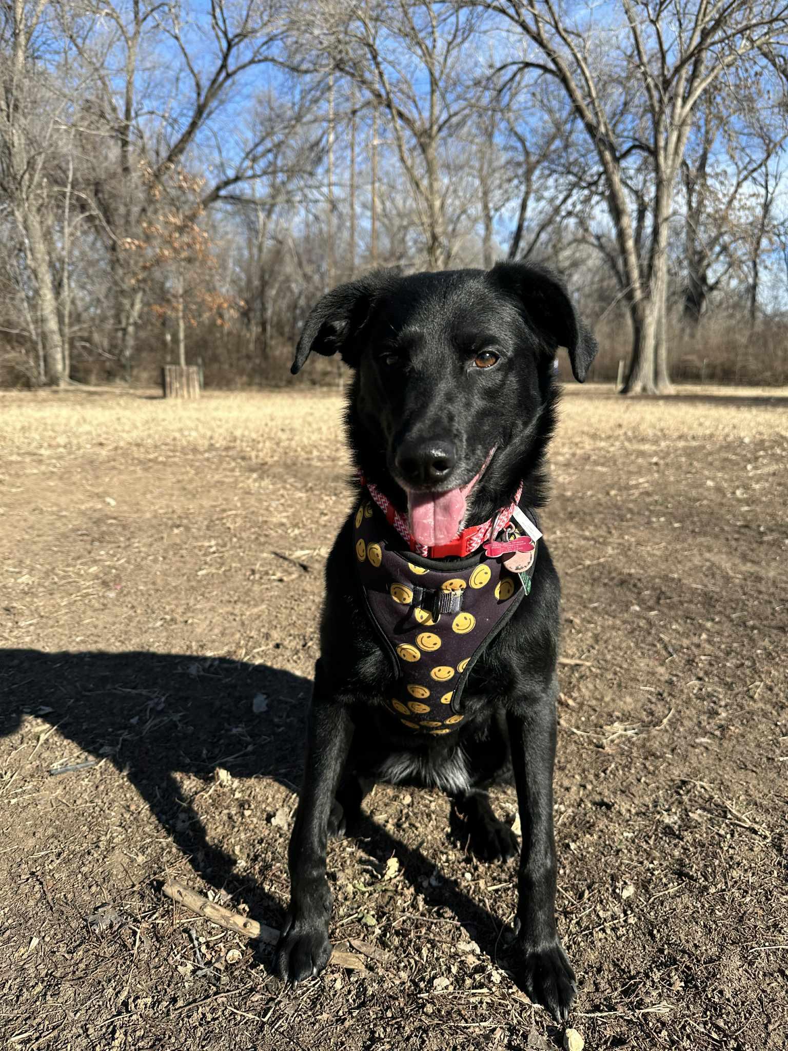 Marley, ADOPTABLE, Young Female Black Labrador Retriever & Border Collie.