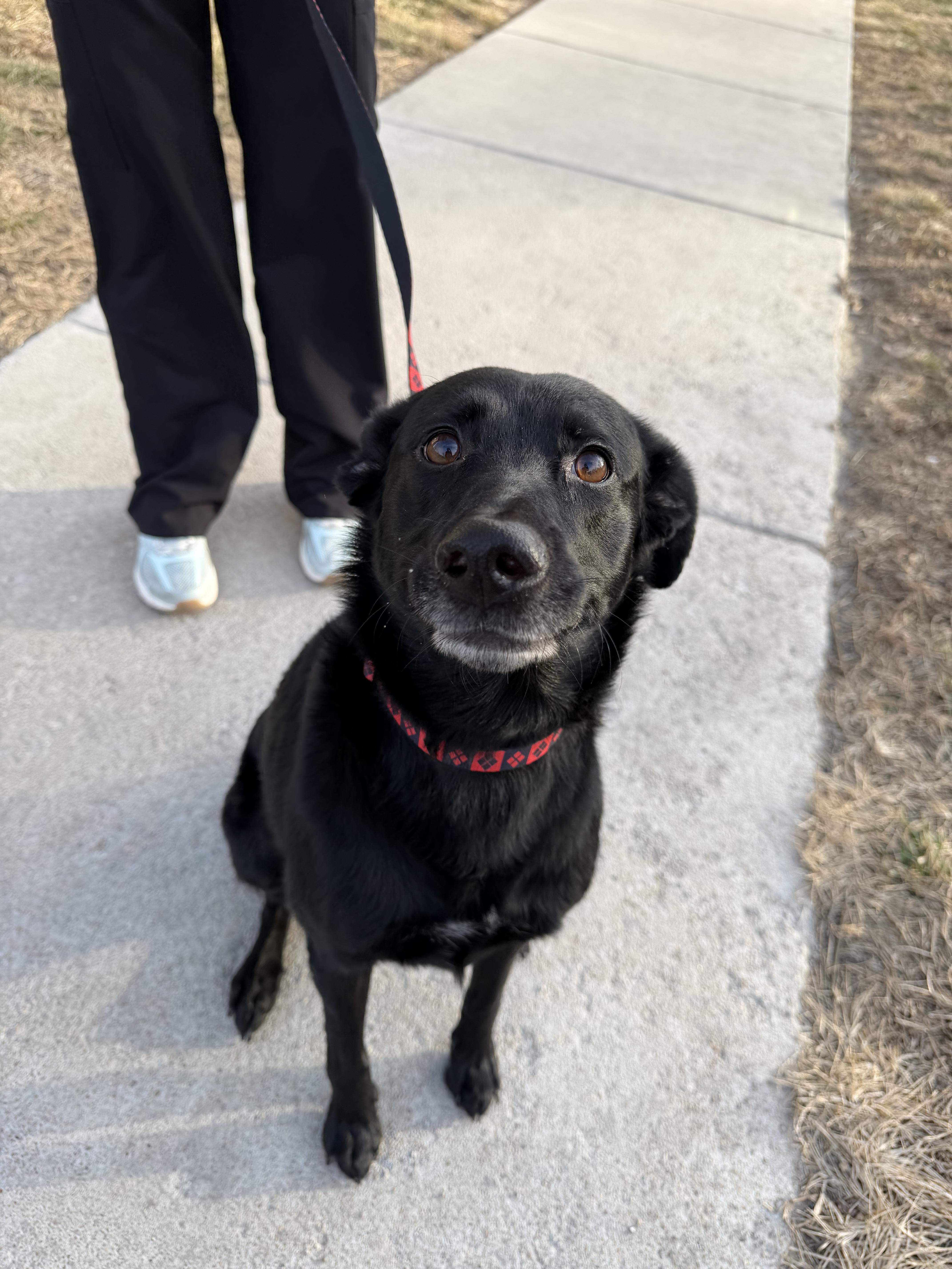 Enlarge Marley, a ADOPTABLE mixed breed in Manhattan, KS image 2/3