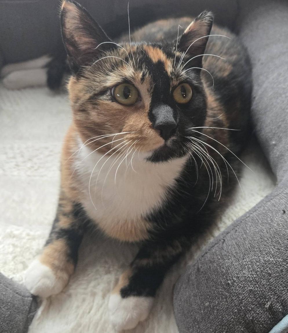 Sutton, Adoptable, Young Female Calico.