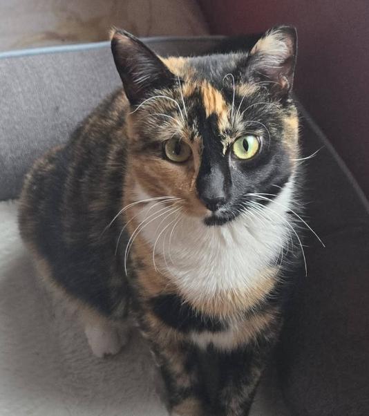 Sutton, a Adoptable Calico in Flushing, NY image 2/3